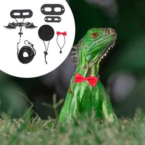 Set portable bearded dragon - set,
