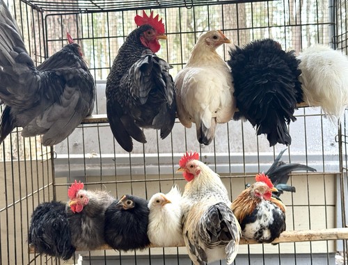 Serama hatching eggs - hatching,