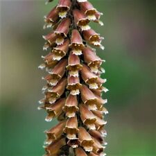 Foxglove Milk Chocolate Digitalis Parviflora Seeds