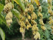 PTEROSTYRAX HISPIDA, Fragrant