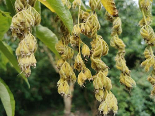 Pterostyrax hispida fragrant - pterostyrax, hispida,
