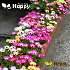 LIVINGSTONE DAISY FLOWER - MESEMBRYANTHEMUM HARLEQUIN 1800 seeds - Dorotheanthus