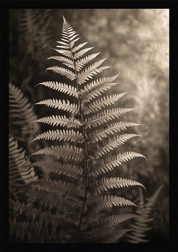Fern fronds wall art elegant - art,