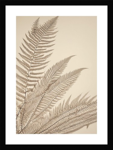 Exquisite fern fronds - fern,