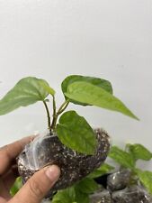 Paan Piper Betel Plant, Small leaf paan plant, healthy and well rooted