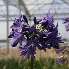 Agapanthus Northern Star 3