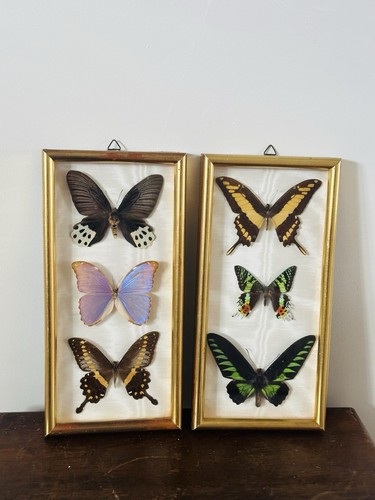 Vintage framed butterfly moth - vintage,