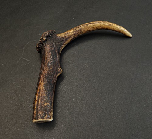 Beautiful deer antler horn - antler,