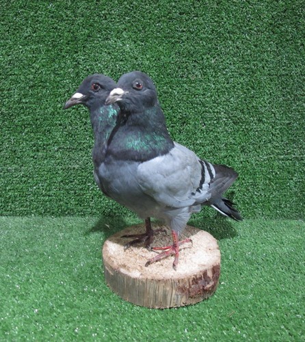 Headed grey pigeon - 2,