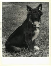 1990 Press Photo Male