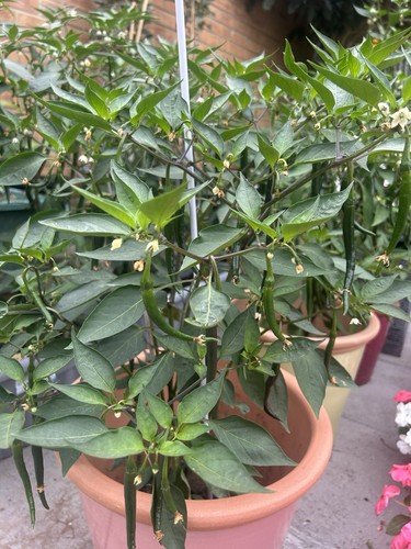 Chilli plant without - 1,