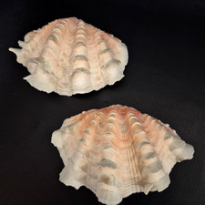Large natural clam shell - large,