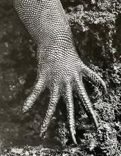 Sebastiao Salgado (warhol Haring Tapies Chagall Helmut Newton Giacomelli Cover)