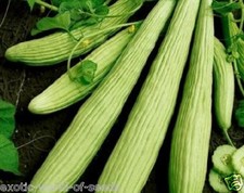 CUCUMBER + MELON CUCUMIS