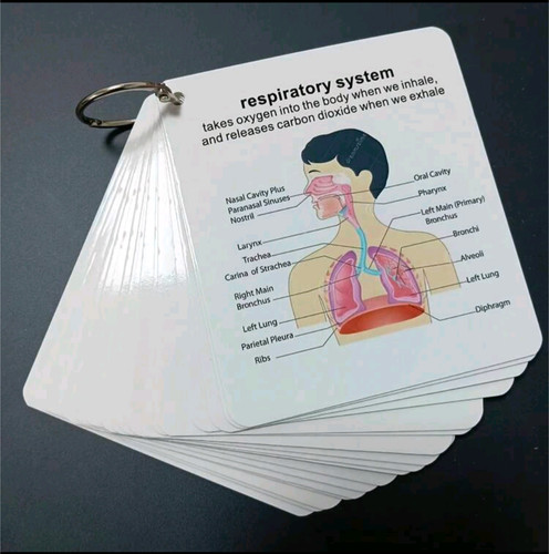 Anatomical system flashcards - system,