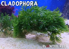 Cladophora prolifera Macroalgae FRAG | Macro Algae | Refugium | Chaeto