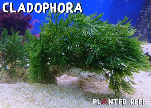 Cladophora prolifera