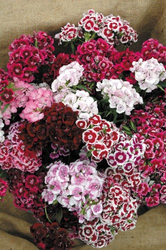 Sweet william auricula - sweet, eyed