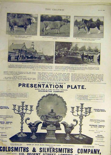 Old antique print 1901 cattle - antique,