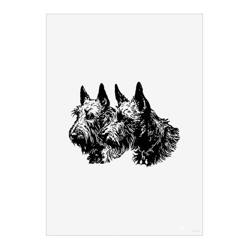 Scottish terrier couple wall - 'scottish, couple'