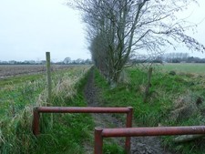 Photo A3 Tree lined footpath