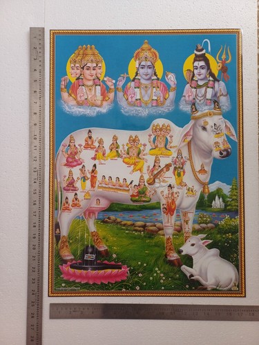 Divine cow kamdhenu brahma - kamdhenu,