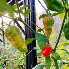 Genuine Bengal Naga Chilli Seeds - Relative of Dorset Naga - Super Hot