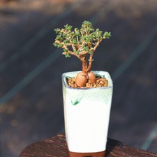 5CM Succulent Plant