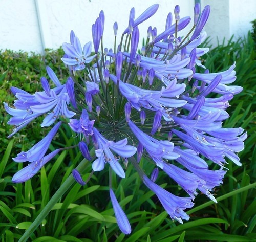 Agapanthus lily the nile - agapanthus,