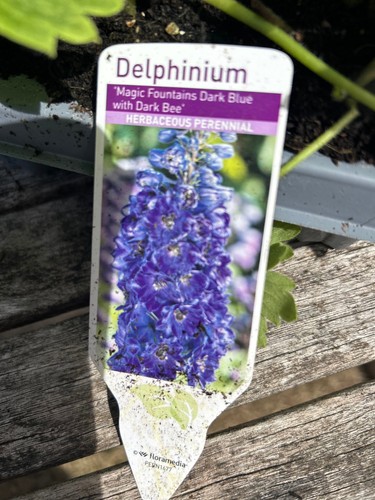 Delphinium magic fountain dark - fountain,