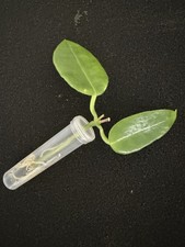 Hoya Sussuela Rooted Cutting