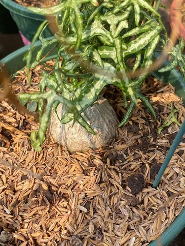 Adenia kirkii raresucculent - adenia,