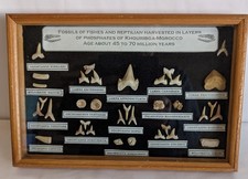 Framed Fossils and Teeth