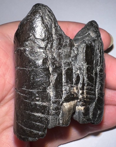 Rare ice age fossil giant - rare,