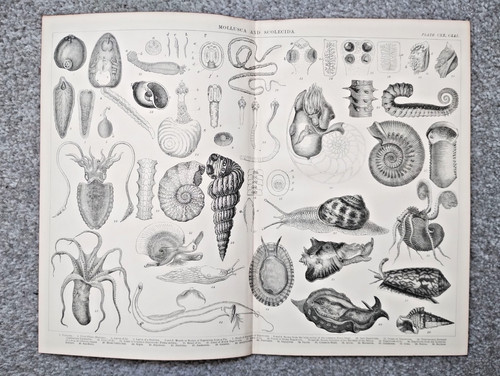 Examples mollusca antique - of,