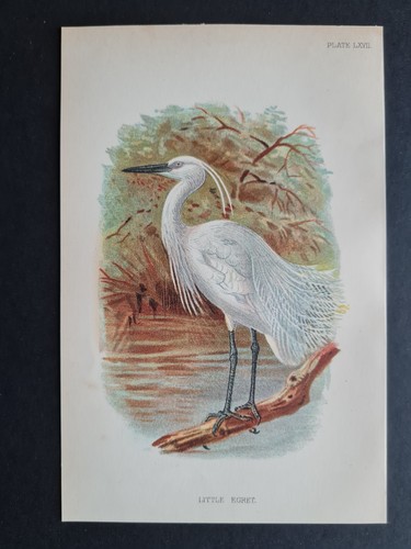 Antique print little - antique, (1894)