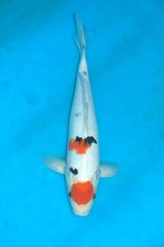 16-17" Tancho Sanke Koi Carp