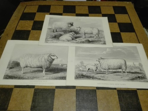 Late 19th century engravings - 3,