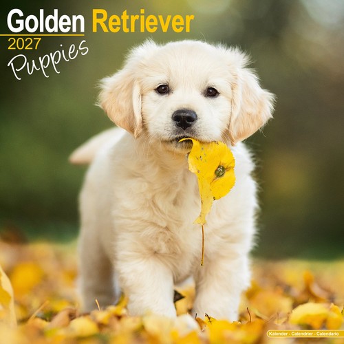 Golden retriever puppies 2027 - golden,