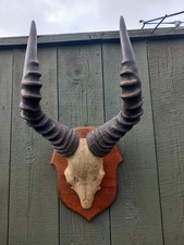 Antique Taxidermy Horns Skull