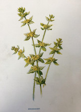 Crosswort Antique Garden Print c.1900 | Victorian Botanical Wildflower Art