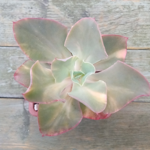 Echeveria san remo slightly - echeveria,