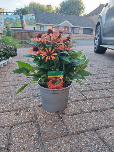 Echinacea skipper orange - skipper, 2l