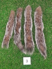 4 x Genuine Grey Squirrel