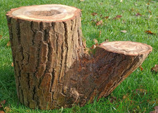 Natural log coffee table –