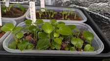 Anthurium Seedlings x2 -