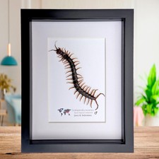 Scolopendra morsitans, red-headed centipede from indonesia, taxidermy display,