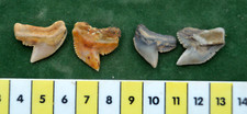 4  BIG RARE JAVAN TIGER SHARK TEETH FROM INDONESIA   #24