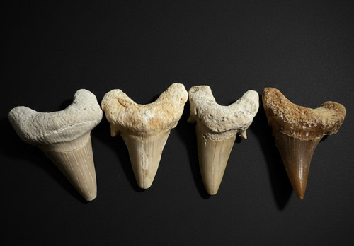 Otodus shark teeth fossil - otodus,