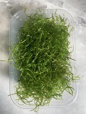 Guppy grass najas - guppy,